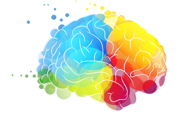 brain
